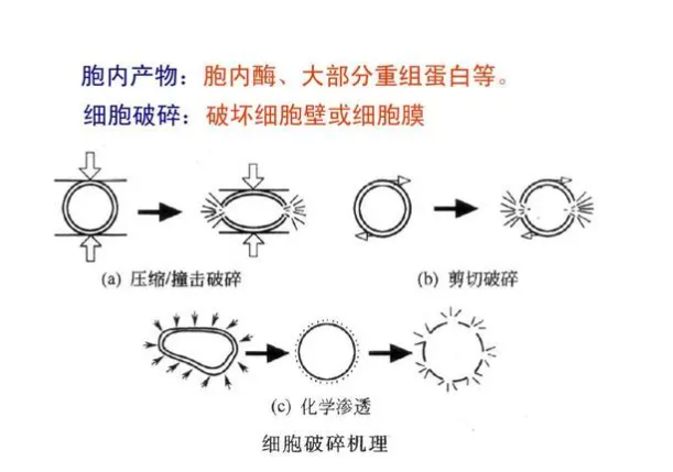 超声波细胞破碎仪在各行业的广泛应用